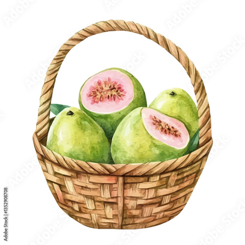 watercolor of Guava Basket, isolated on a white background.