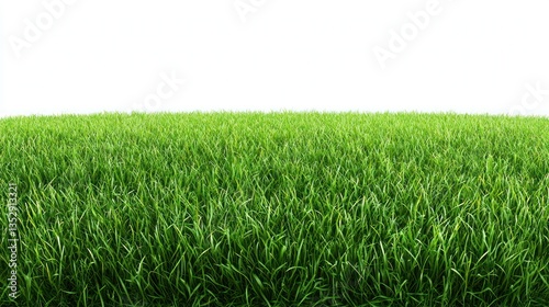 Lush, green grass fills the frame with a white background above