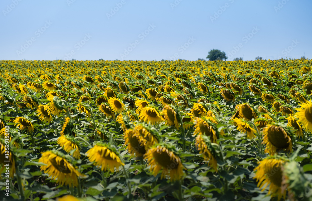 Naklejka premium Panoramic landscape with A huge ecological and sustainable field of sunflowers and a big tree in southern Spain. Sun and the blue sky. Concept of agriculture and nature for food production