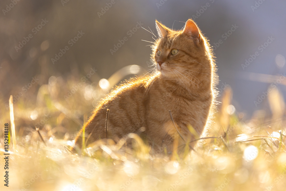 Rote Katze im goldenen Licht