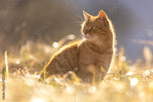 Obraz na płótnie Rote Katze im goldenen Licht w salonie