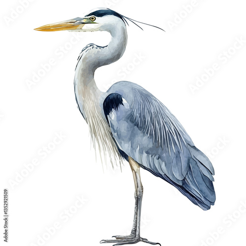 Heron, watercolor vector, isolated on a white background.