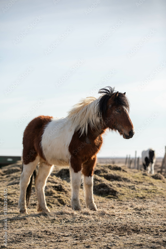 Obraz premium Icelandic Horse