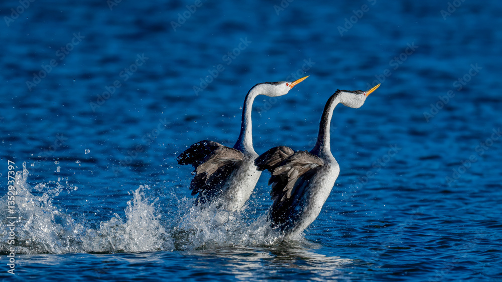 Fototapeta premium Male and female Western Grebes (Aechmophorus occidentalis) performing their iconic 