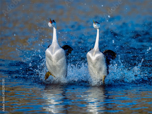 Canvas Print Male and female Western Grebes (Aechmophorus occidentalis) performing their icon