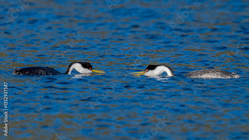 Male and female Western Grebes (Aechmophorus occidentalis) performing their iconic 