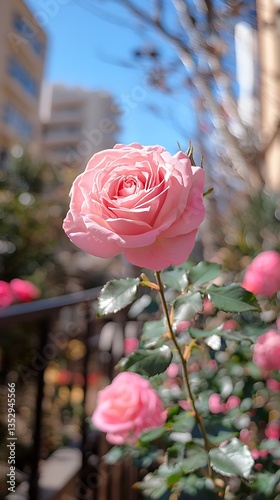 Obraz na płótnie Single pink rose in bloom outdoors. w salonie