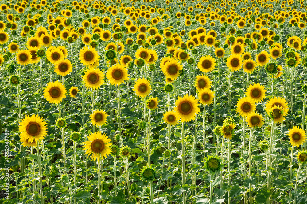yellow flowers, agricultural products. photos of sunflowers. yellow flowers, agricultural products. photos of sunflowers.
