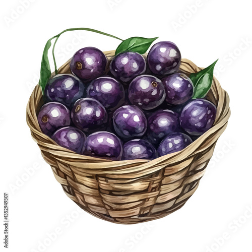 A watercolor vector painting of a jabuticaba basket, isolated on a white background. Jabuticaba basket vector.

