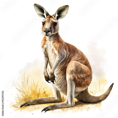 Kangaroo, watercolor illustration, isolated on a white background.