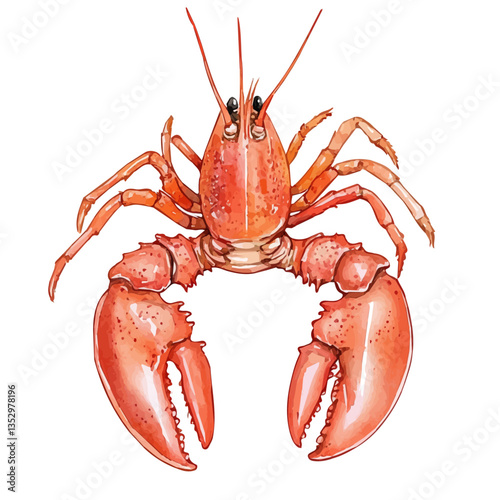 A watercolor vector painting of a lobster, isolated on a white background. Lobster vector.

