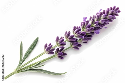 A Vibrant Lavender Flower Set Against a Stark White Background, Capturing the Essence of Tranquility and Natural Beauty