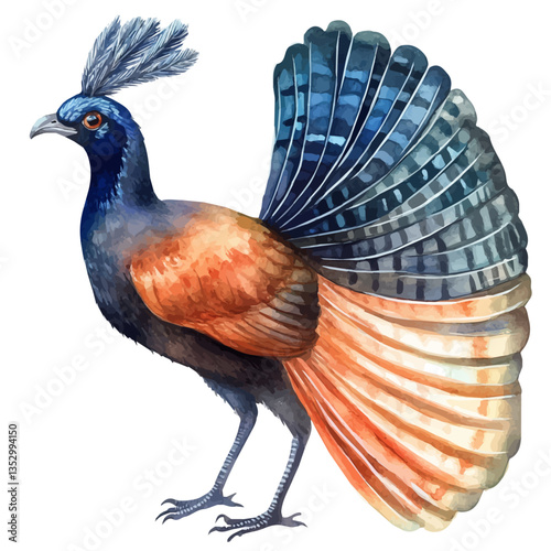 watercolor of Lyrebird, isolated on a white background.