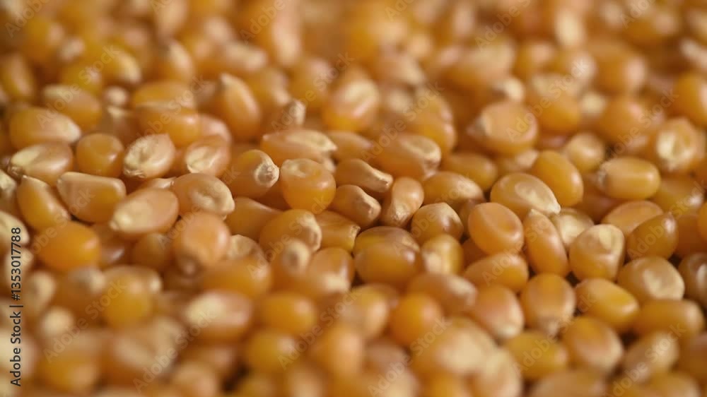 Corn seeds. Pile of raw corn kernels close-up on a surface. Farming concept. Corn kernels on a rotating surface. Top view. Organic production. Food background