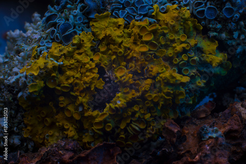 Fototapeta Naklejka Na Ścianę i Meble -  texture of the underwater world coral abstraction of the seabed sea mushroom