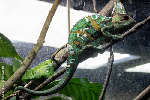 Green chameleon on tree branch