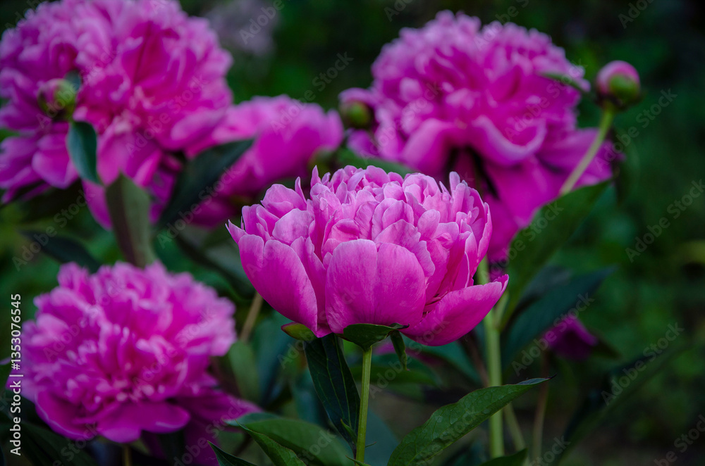 Obraz premium Pink peonies, after rain, blooming in the garden.