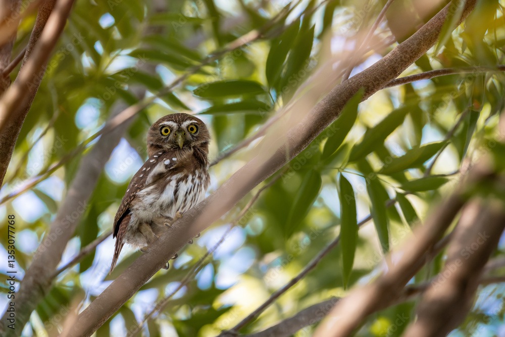 A brown and white spotted owl sits gracefully on tree branches, its golden eyes glowing with intensity. A brown and white spotted owl sits gracefully on tree branches, its golden eyes glowing with intensity.