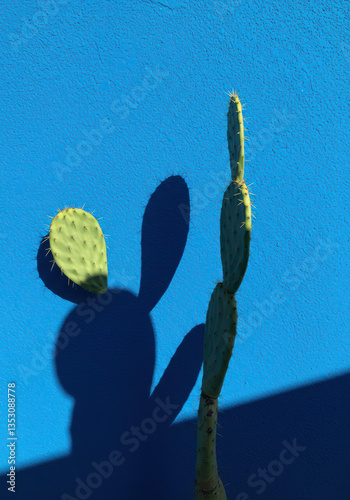 Prickly Pear Cactus Casting Shadows on a Blue Wall: Vibrant Nature Photography & Modern Home Decor