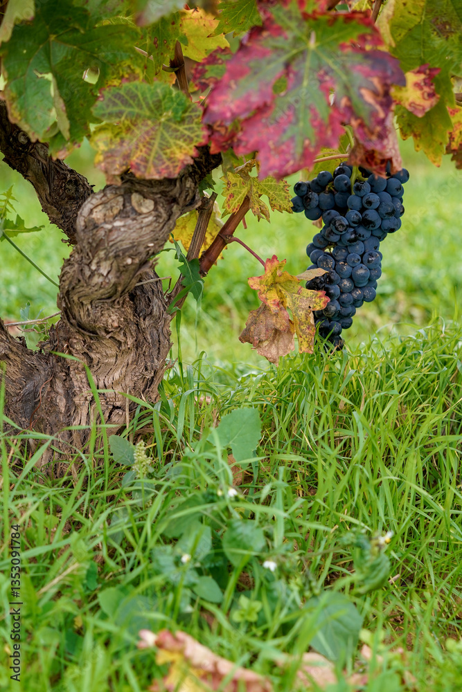 Obraz premium Old vineyard with the first colours of autumn with its ecologically cultivated grape bunch.