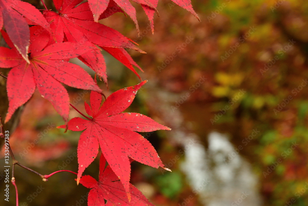 弥彦もみじ谷の紅葉(新潟県) 弥彦もみじ谷の紅葉(新潟県)