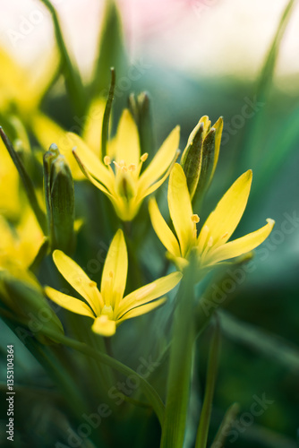 Gagea. Yellow flowers. Macro. Background.
