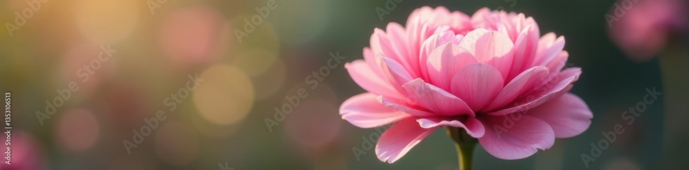 Soft pink ranunculus flowers unfold in a delicate dance , vibrant colors, close-up Soft pink ranunculus flowers unfold in a delicate dance , vibrant colors, close-up