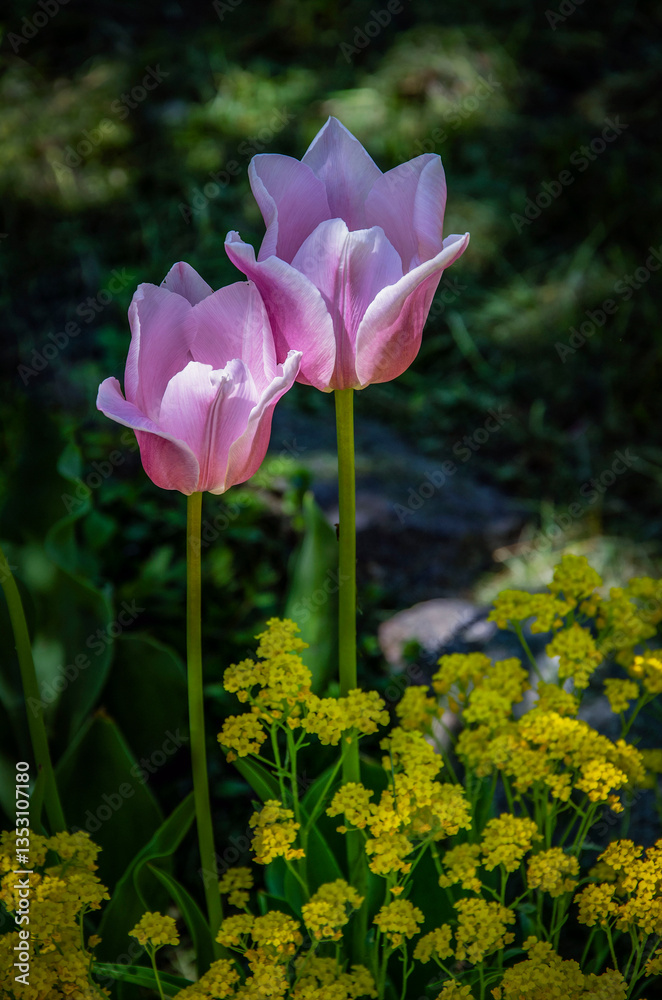 Obraz premium Pink tulips against a background of yellow small flowers blooming in the garden.