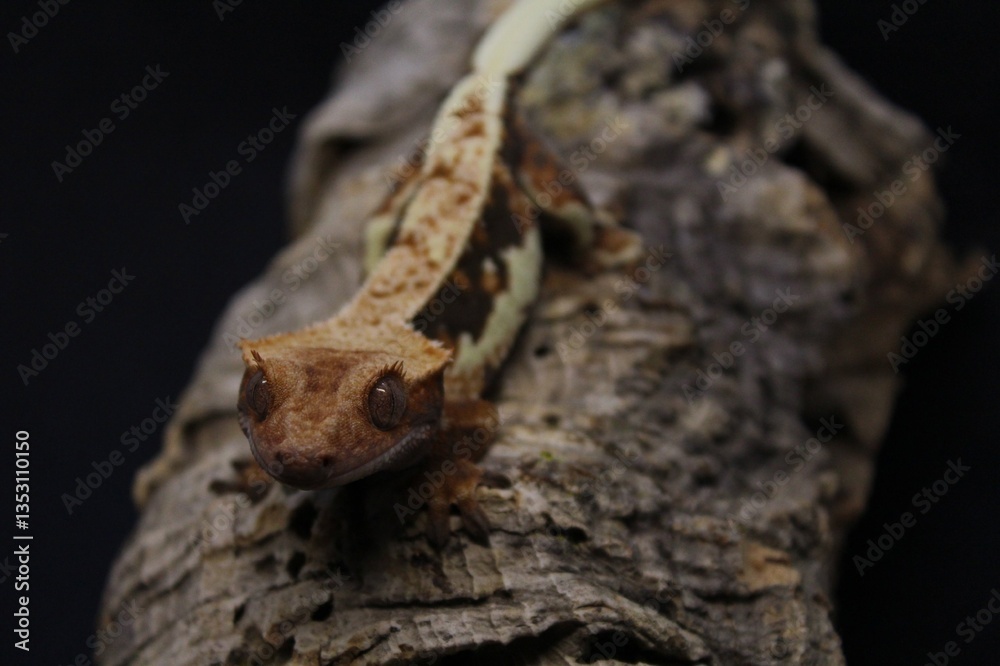 Naklejka premium Lilly White Crested gecko