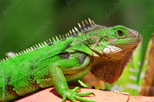 Green iguana