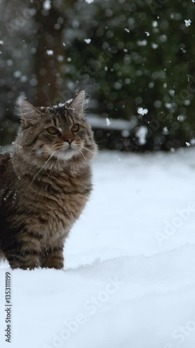 SLOW MOTION CLOSE UP: Portrait of a cute domestic cat standing in snowy garden and looking into camera. Big gray striped cat enjoying wintertime outdoors. White snowflakes snowing on brown cat