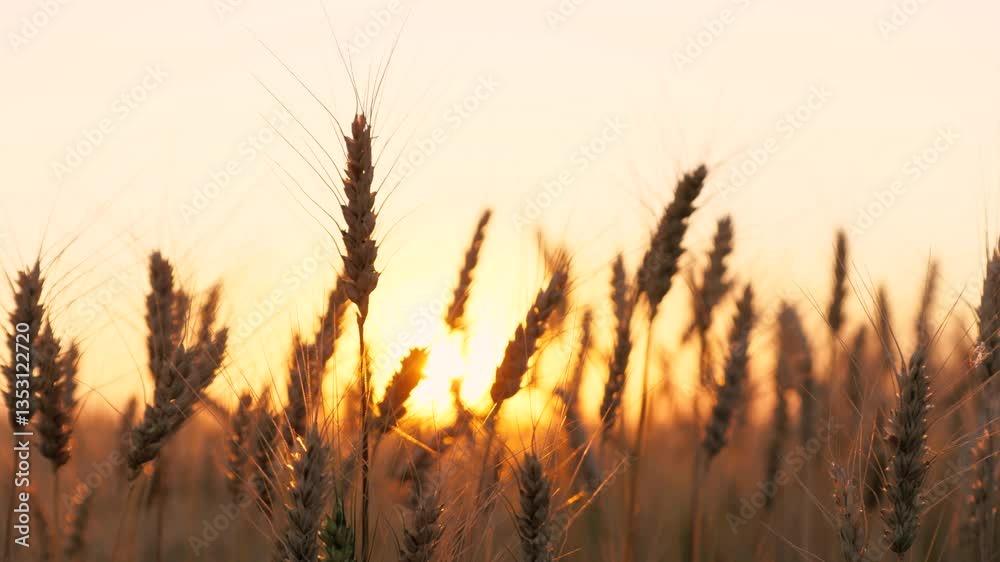 Golden dry wheat field stems with grains silhouette at bright sun sunset sunrise dusk sky horizon closeup. Autumn rye meadow natural plant at picturesque sunny light fall seasonal countryside harvest
