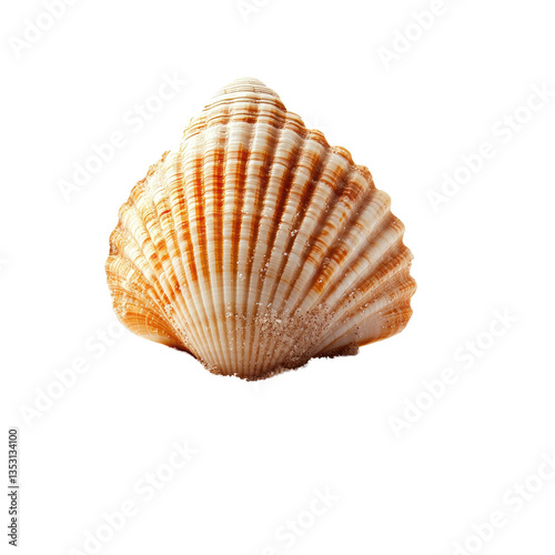sea shell isolated on white background