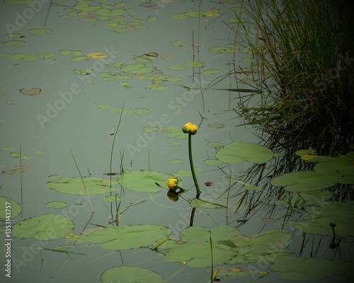 yellow water lily in the pond
