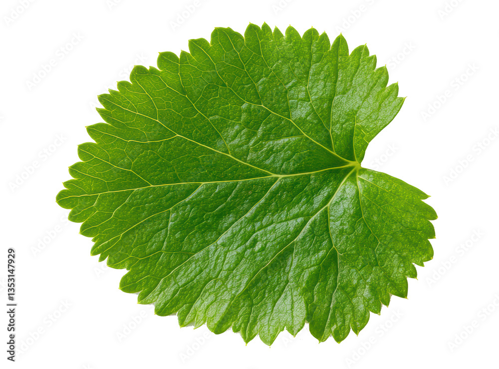 Close-up of a single green leaf, showcasing serrated edges and well-defined veins isolated on white background. Close-up of a single green leaf, showcasing serrated edges and well-defined veins isolated on white background.