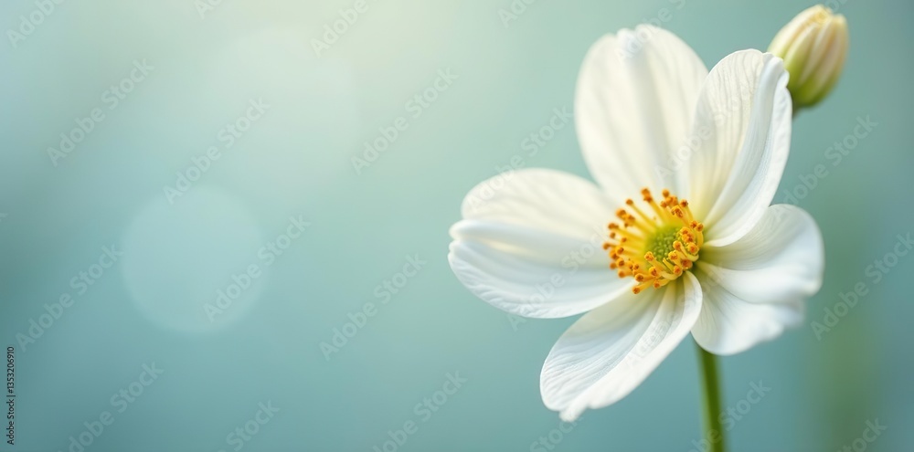 A close-up shot of a delicate white flower with soft petals, delicate, macro A close-up shot of a delicate white flower with soft petals, delicate, macro