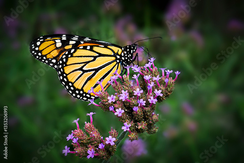 Monarch Butterfly Resting on Purple Wildflowers in a Summer Meadow