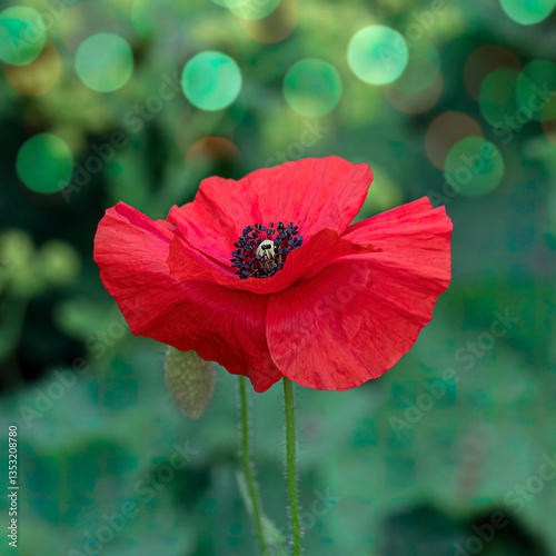 Red Poppy Flower in Bloom with Soft Green Bokeh Background
