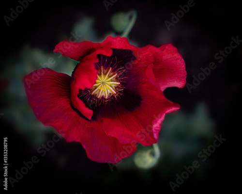 Close-Up of a Red Poppy Flower on a Dark Background