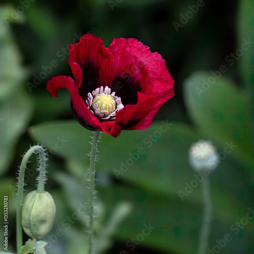 Bright Red Poppy Flower in Bloom with Green Buds and Foliage Background