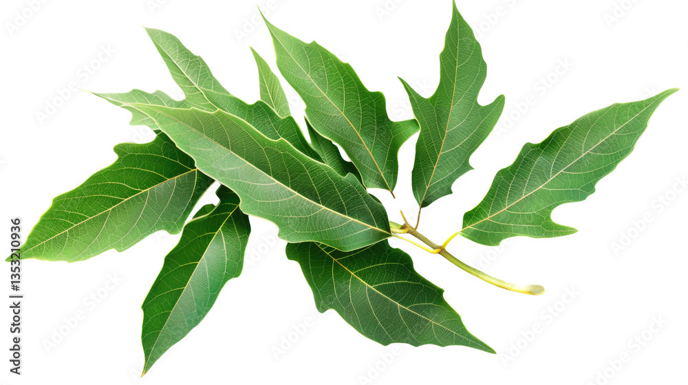 Obraz premium Vibrant Green Leaves: A cluster of fresh, emerald green leaves bursts with vitality, showcasing intricate details and textures against a backdrop of natural lighting.
