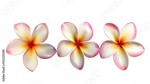 Tropical Flowers: A delicate arrangement of three Plumeria flowers, showcasing soft petals and a vibrant central bloom, in a studio shot.