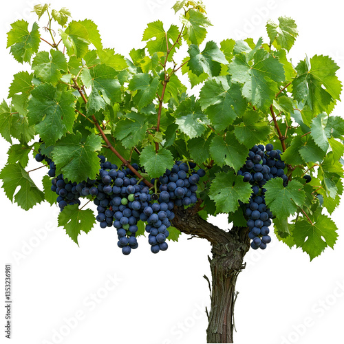 Fresh grape vine isolated on transparent background