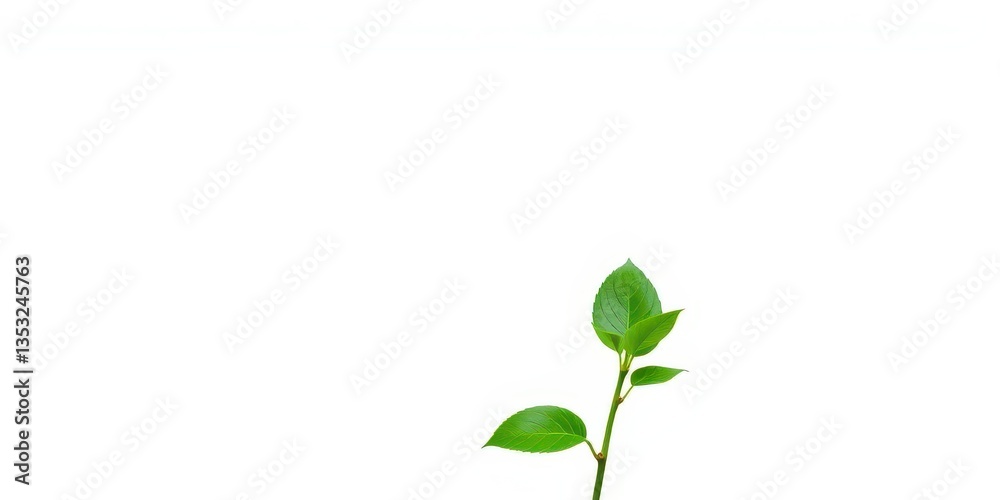 Obraz premium Single vibrant green plant, isolated on pure white backdrop, photography, foliage