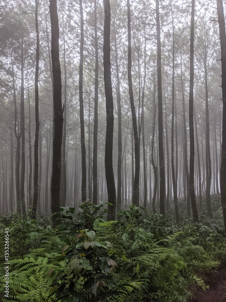 Obraz premium forest in fog 