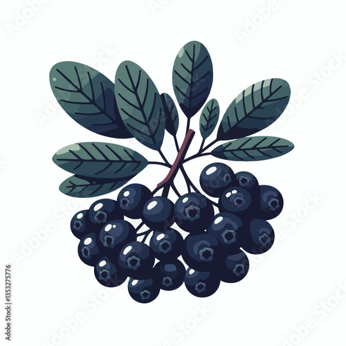 chokeberry, nature, leaf, plant, berry, aronia, fruit, branch, ripe, food, black, green, fresh, natural, garden, healthy, background, organic, nutrition, raw, bush, berries, autumn, leaves, antioxidan