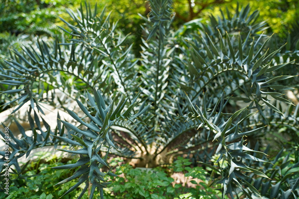 Obraz premium Encephalartos nubimontanus is a rare blue leaved cycad valued for its striking foliage unique form and ornamental appeal in landscapes