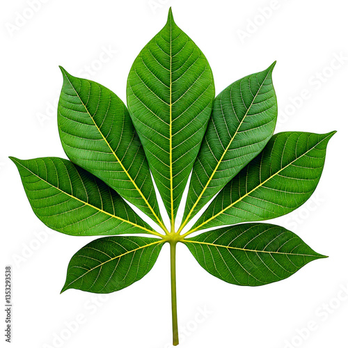 Cassava leaf isolated transparent background