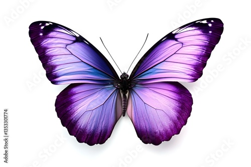 beautiful purple butterfly isolated on white background