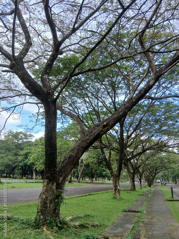 Fototapeta premium tree-lined pathway in a lush green park